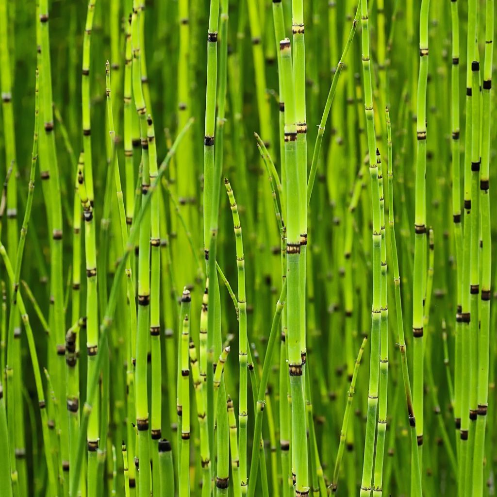 Equisetum camtschatcense, Prèle