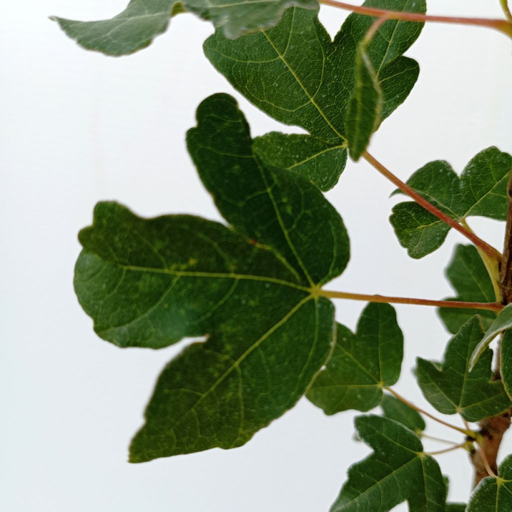 Erable de Montpellier - Acer monspessulanum