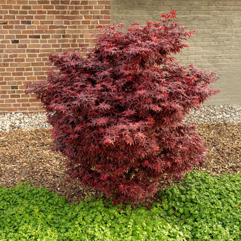 Erable du Japon - Acer palmatum Little Red