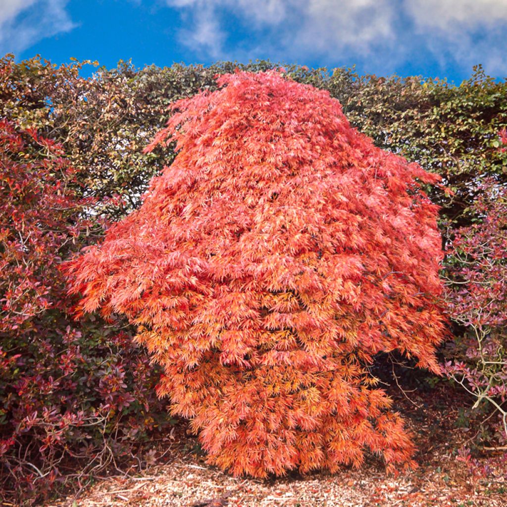 Erable du Japon - Acer palmatum Ornatum