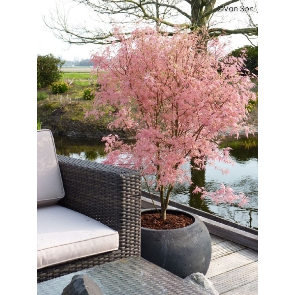 Erable du Japon - Acer palmatum Taylor