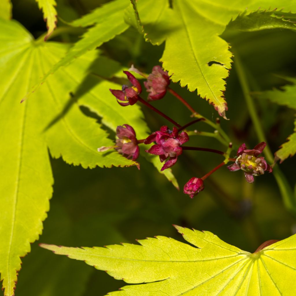 Erable du Japon - Acer shirasawanum Jordan