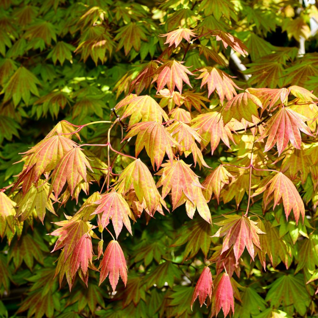 Erable du Japon - Acer shirasawanum Moonrise