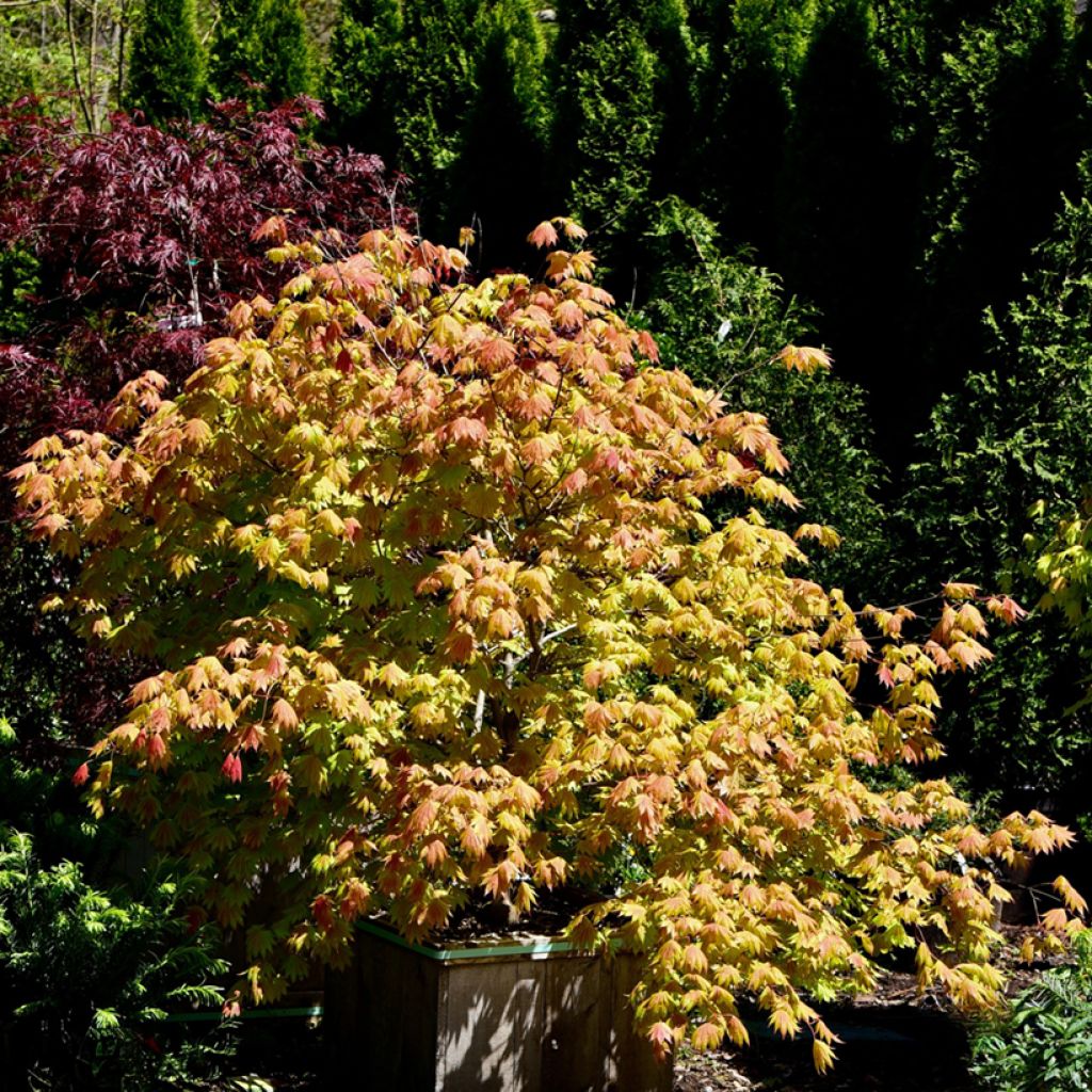 Erable du Japon - Acer shirasawanum Moonrise