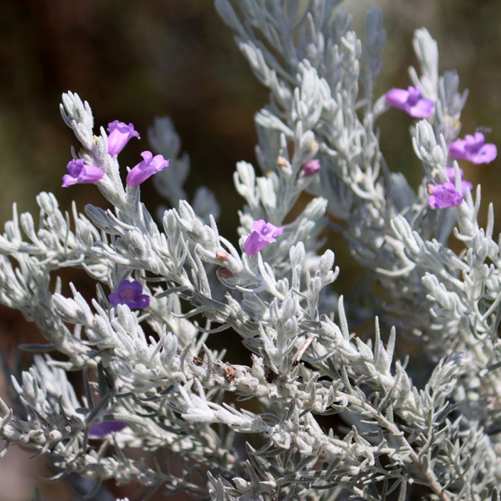 Eremophila nivea - Eremophile soyeuse