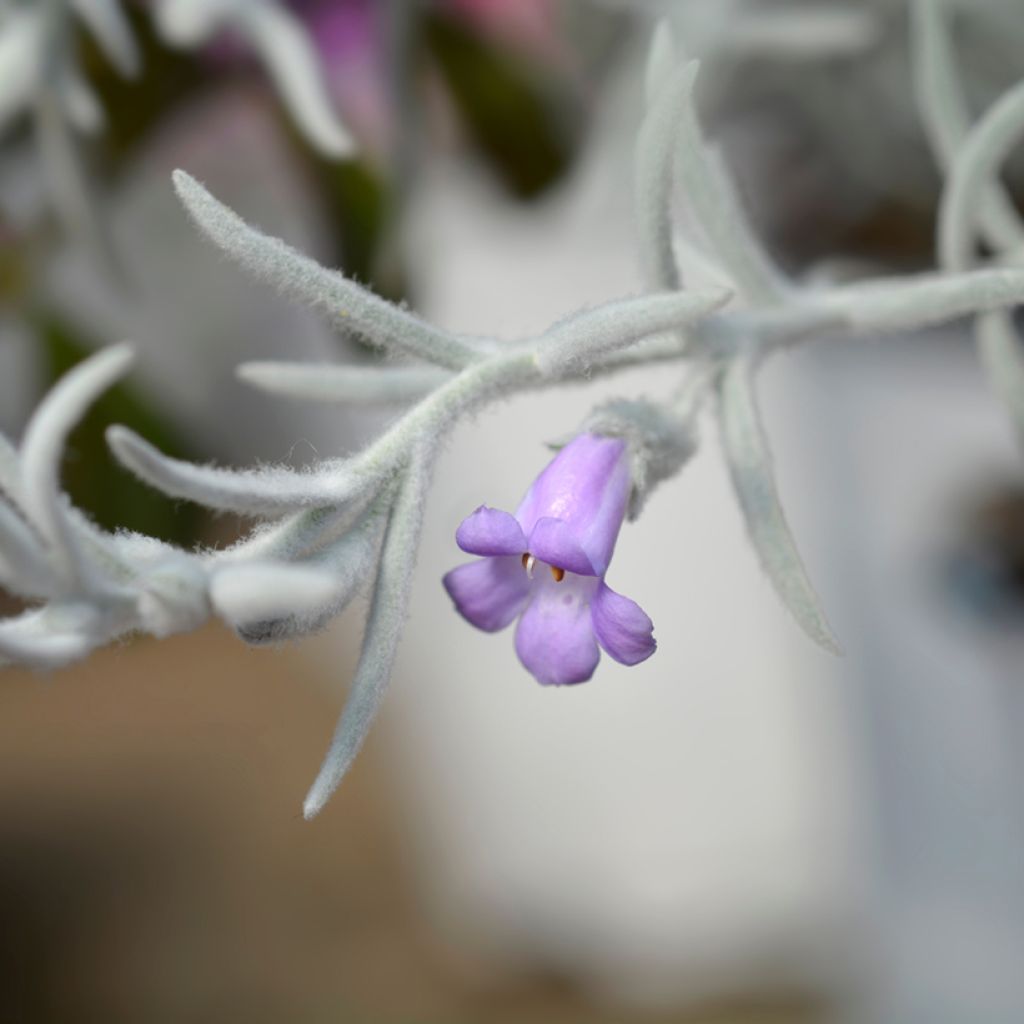 Eremophila nivea - Eremophile soyeuse