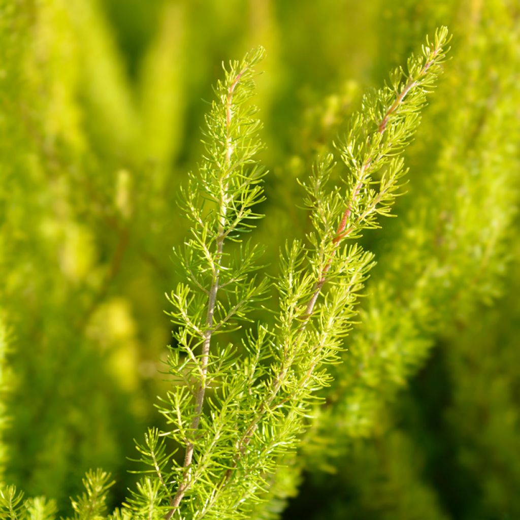 Erica arborea Albert's Gold - Bruyère arborescente