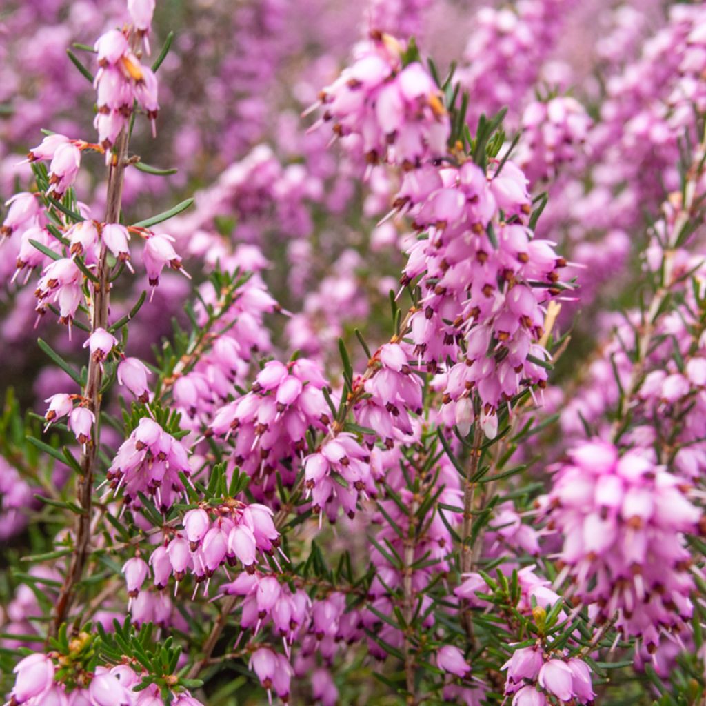 Erica terminalis - Bruyère de Corse
