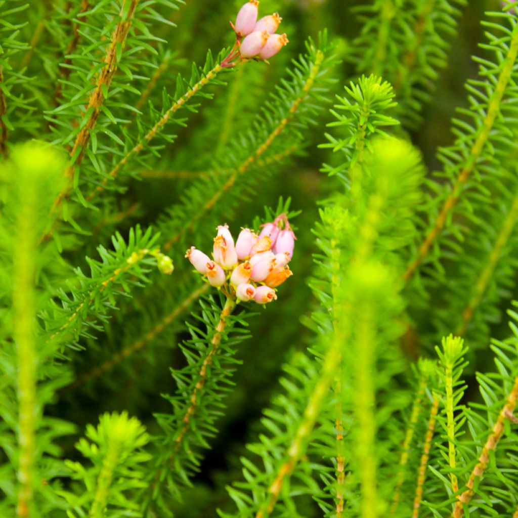 Erica terminalis - Bruyère de Corse