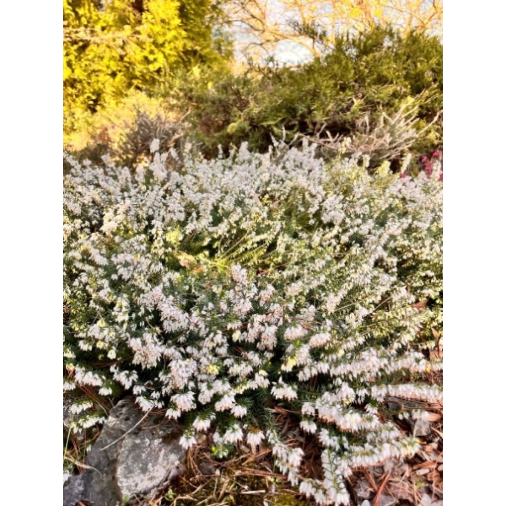 Erica darleyensis White Perfection - Bruyère d'hiver