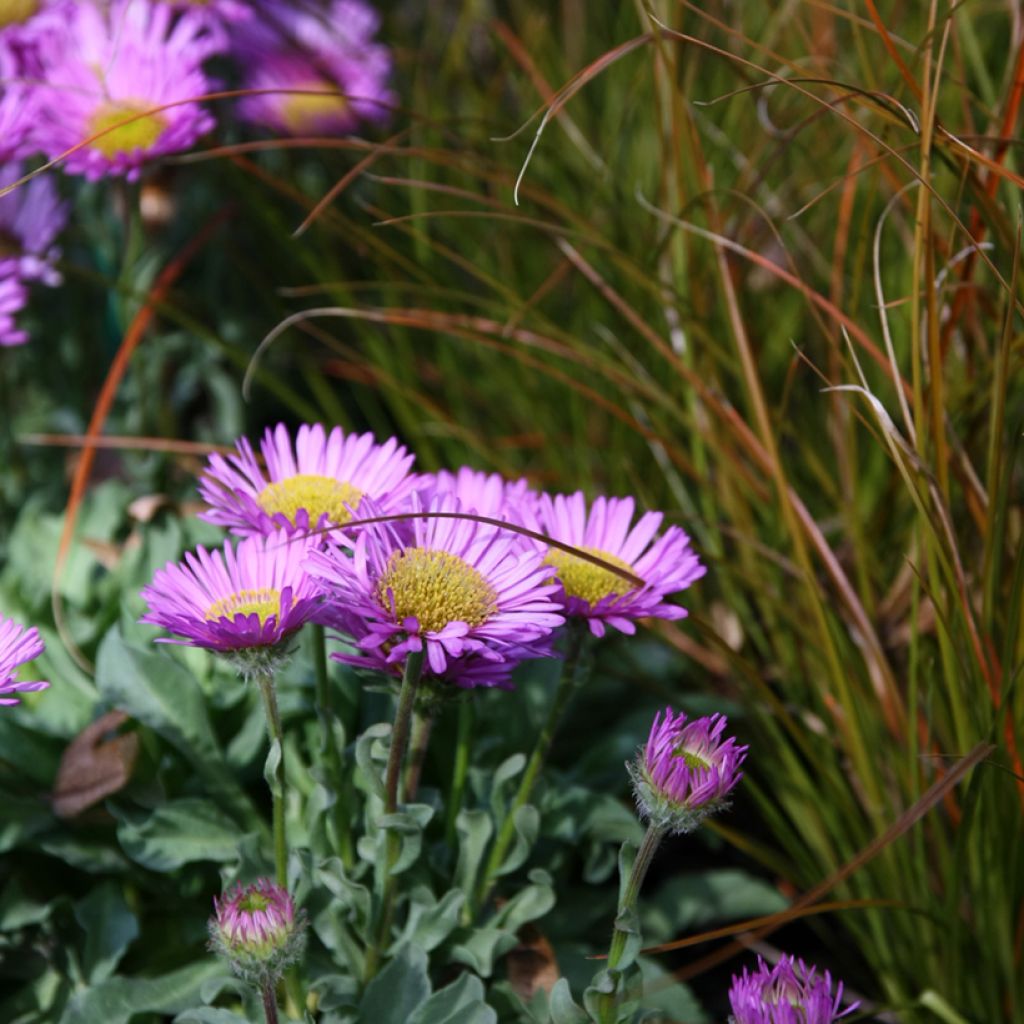 Erigeron glaucus Sea Breeze - Vergerette glauque
