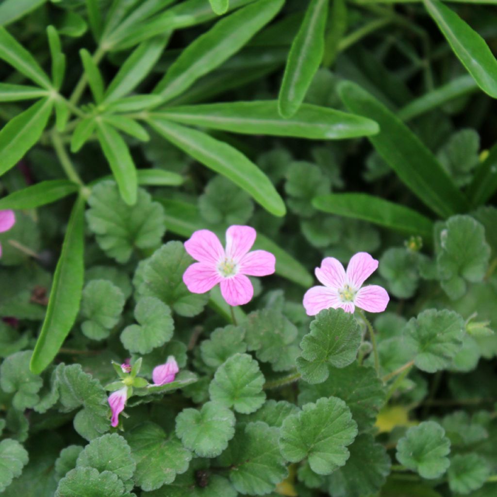 Erodium variabile Bishop's Form