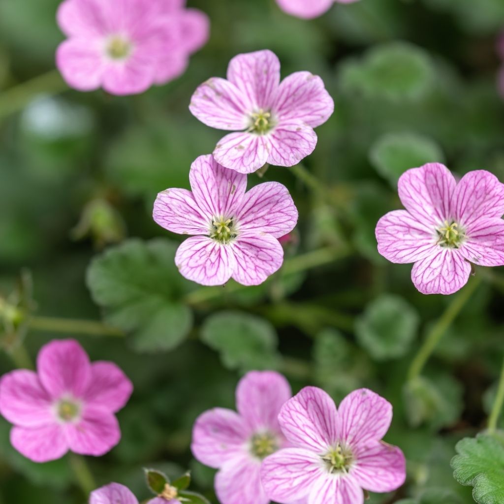 Erodium variabile Bishop's Form