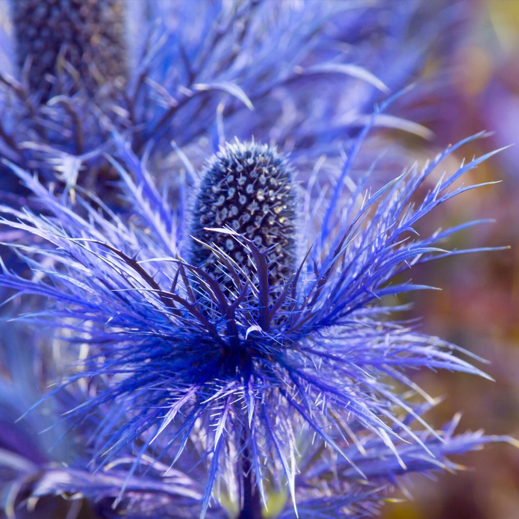 Eryngium olivierianum - Panicaut
