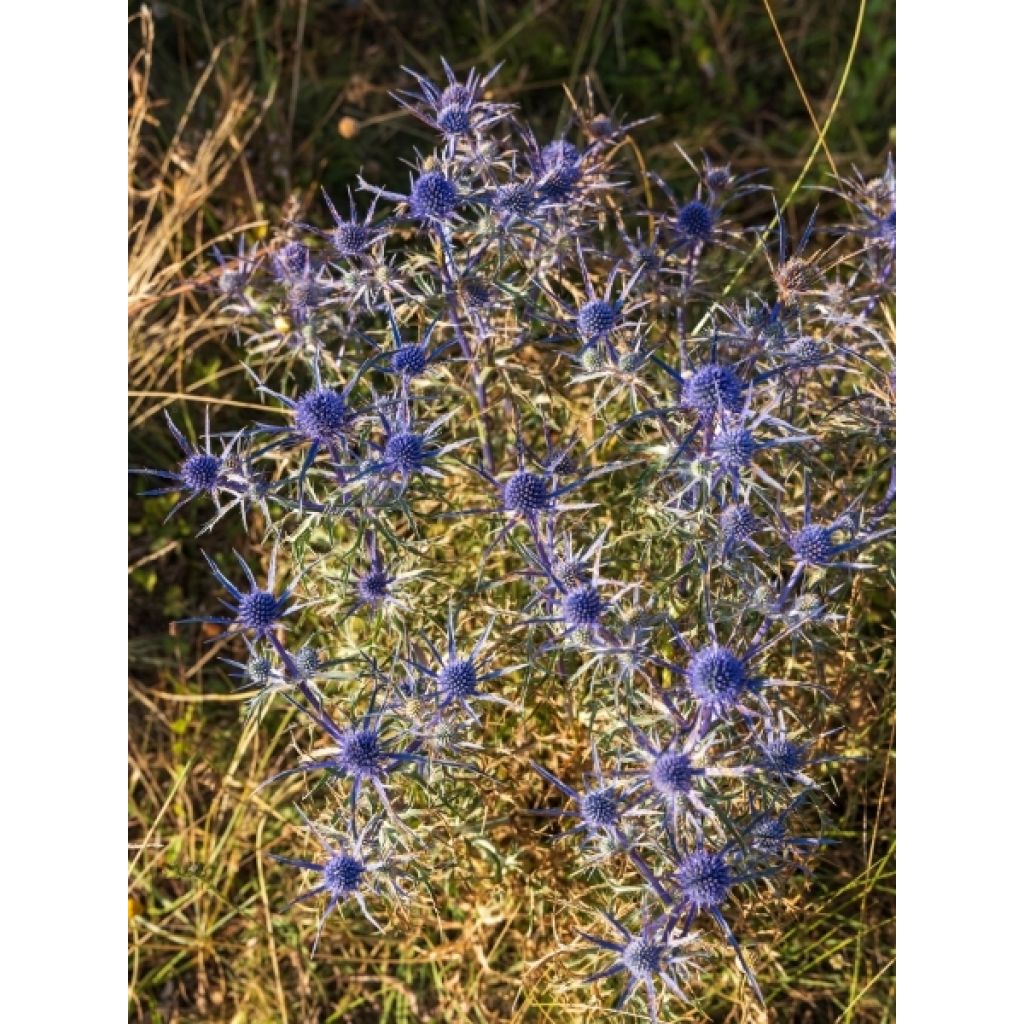 Eryngium Lapis Blue - Panicaut maritime