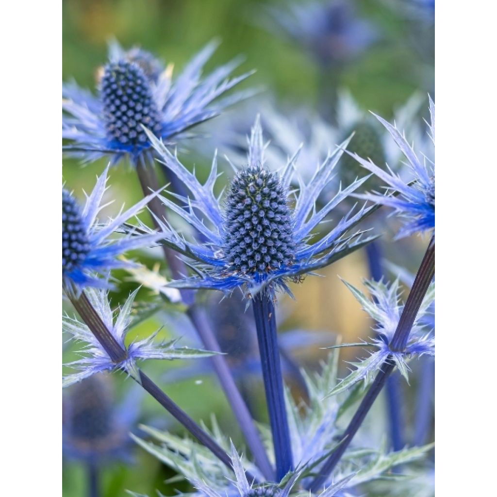 Eryngium Lapis Blue - Panicaut maritime