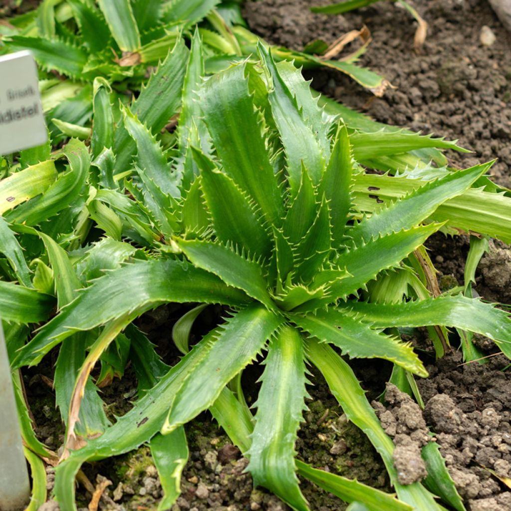 Eryngium agavifolium - Panicaut à feuilles d'Agave