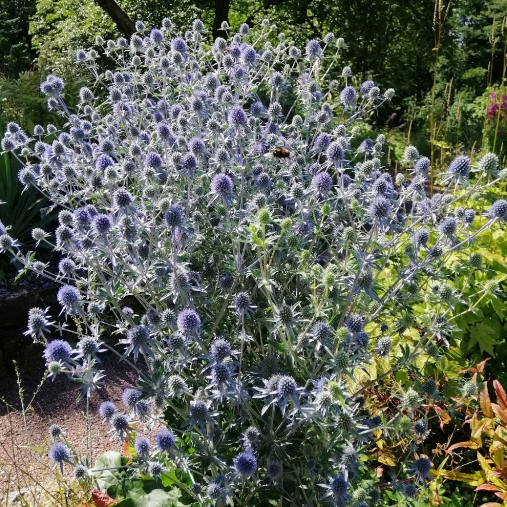 Eryngium planum - Panicaut
