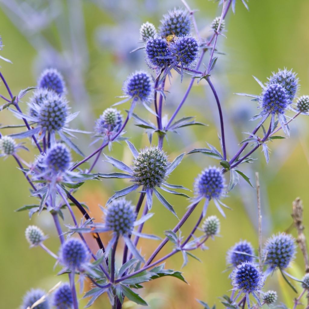 Eryngium planum - Panicaut