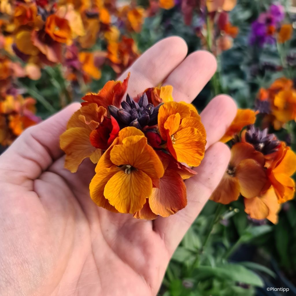 Giroflée vivace - Erysimum Colour Vibe Orange