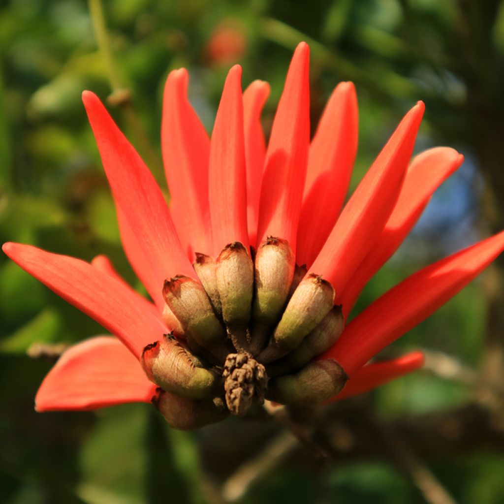 Erythrina caffra - Arbre corail