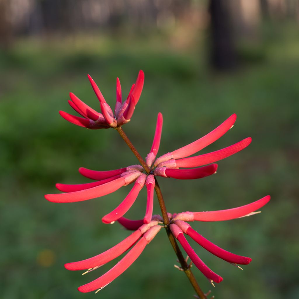 Erythrina Amélie Jeckert