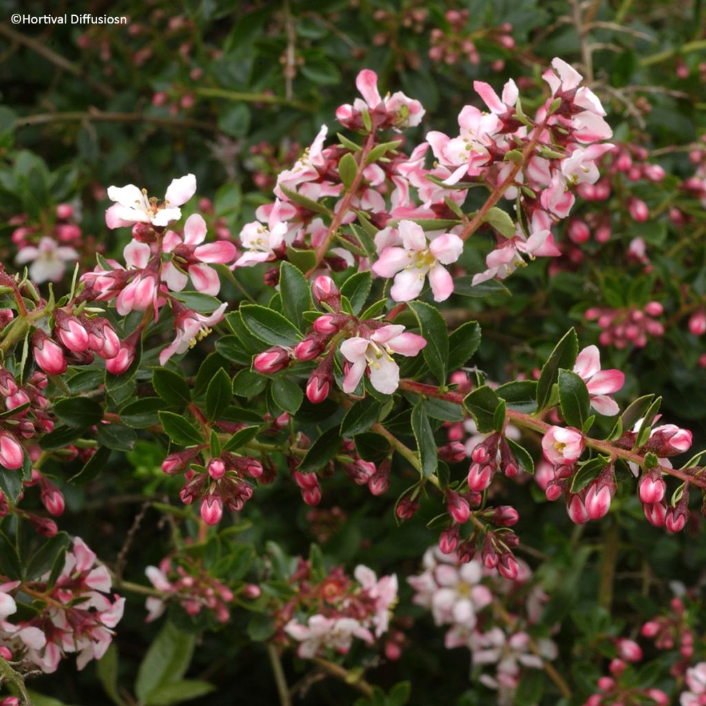 Escallonia Apple Blossom