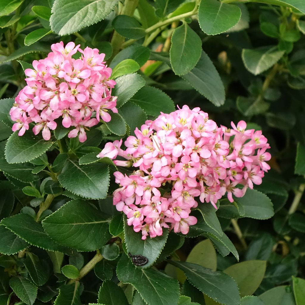 Escallonia Pink Elle