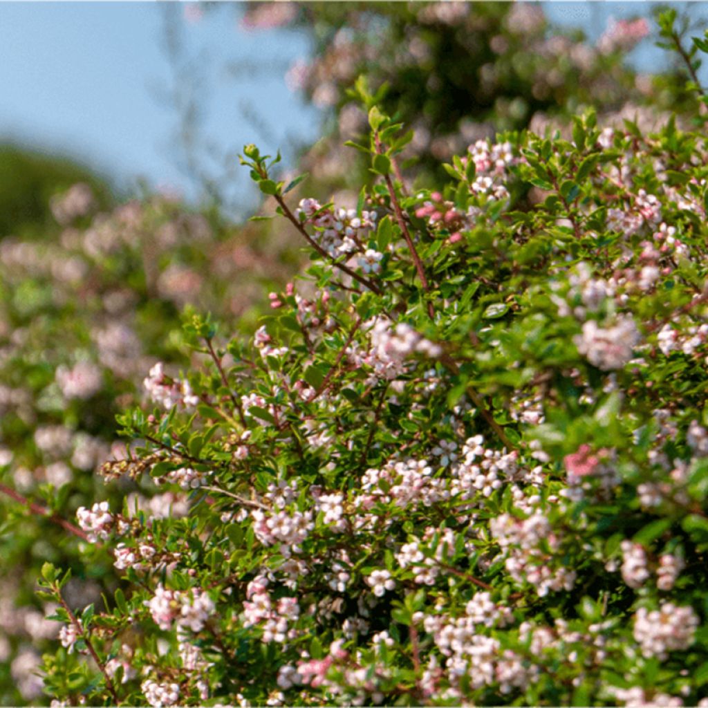 Escallonia Pinky Carpet
