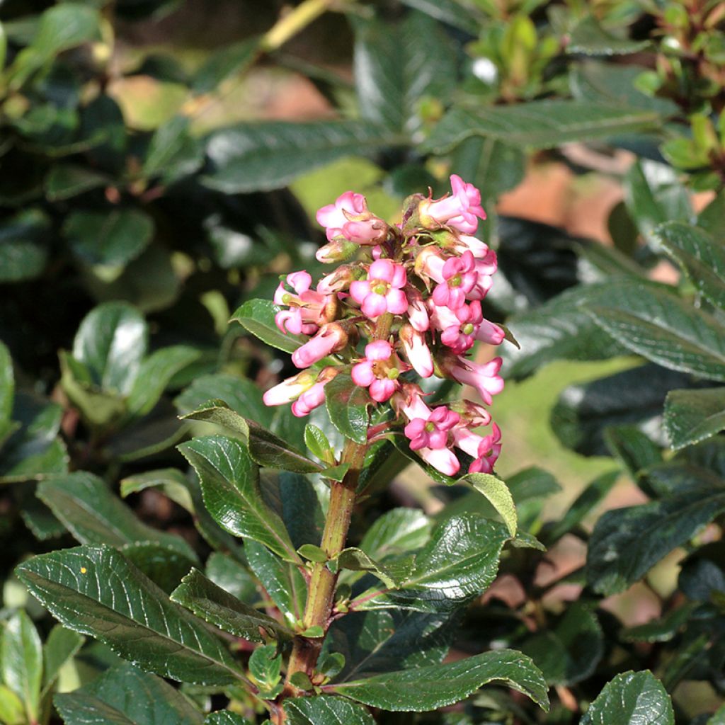 Escallonia rubra macrantha