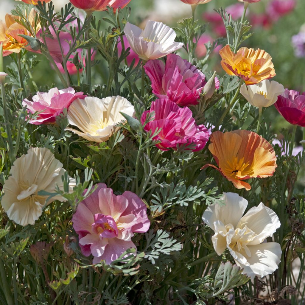 Graines de Pavot de Californie Thai Silk Formula Mixture - Eschscholzia californica