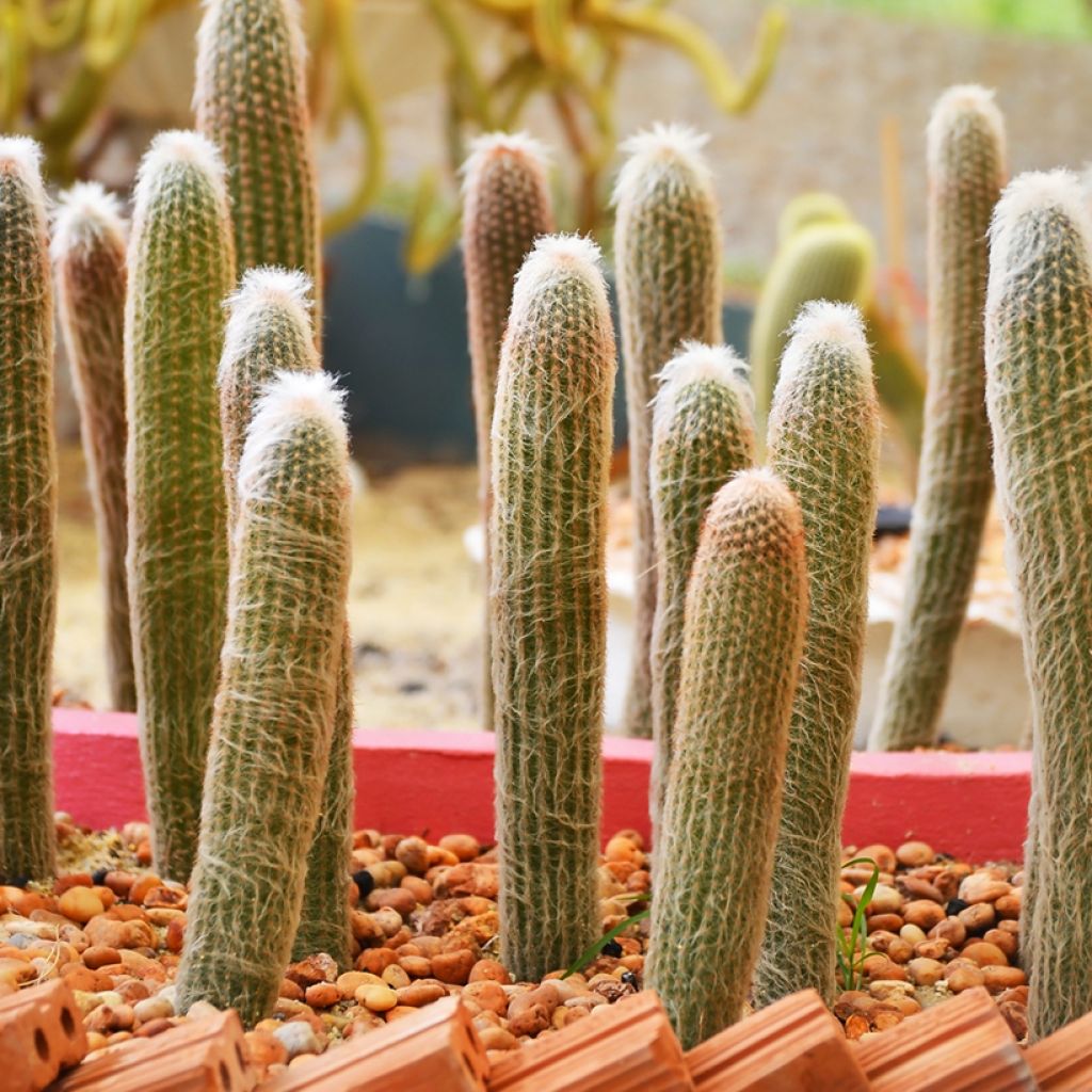 Espostoa churinensis - Cactus cierge