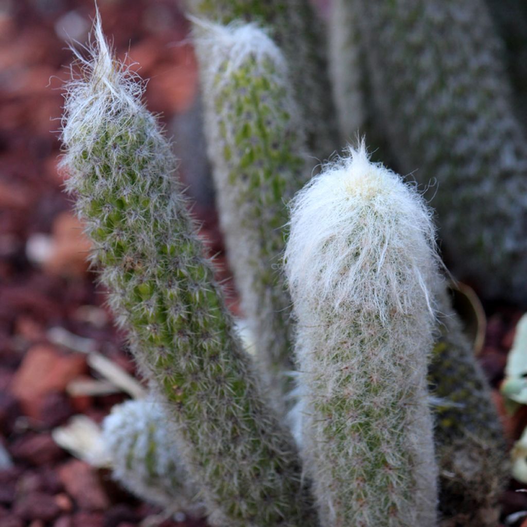 Espostoa lanata - Cactus cierge