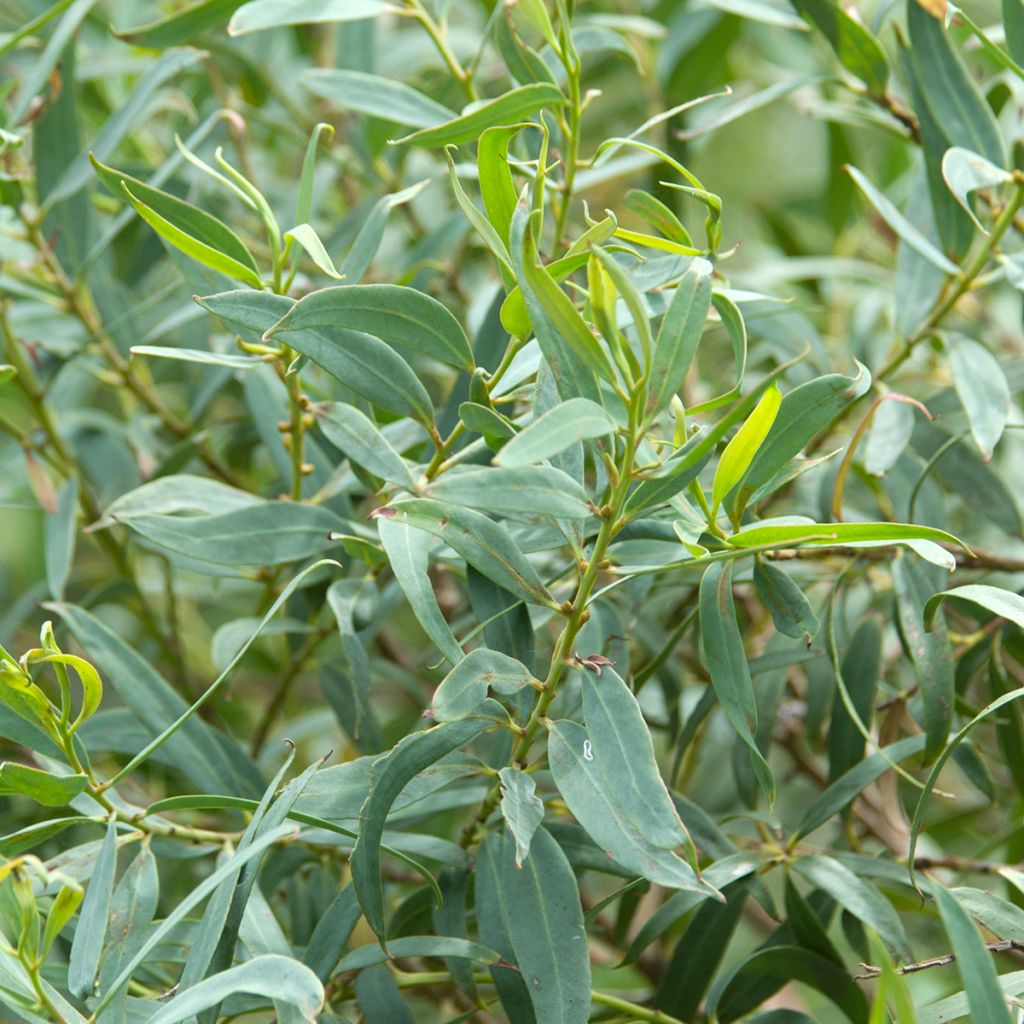 Eucalyptus deuaensis - Mallée de Mongamulla