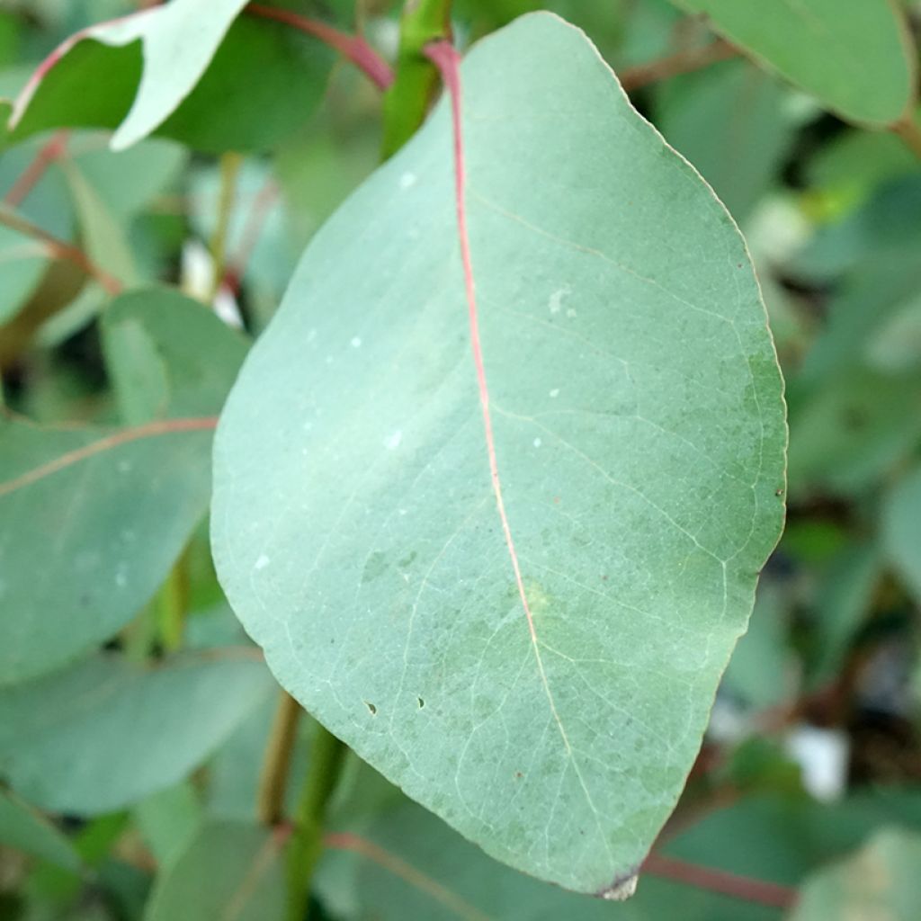 Eucalyptus elliptica - Gommier blanc de Bendemeer