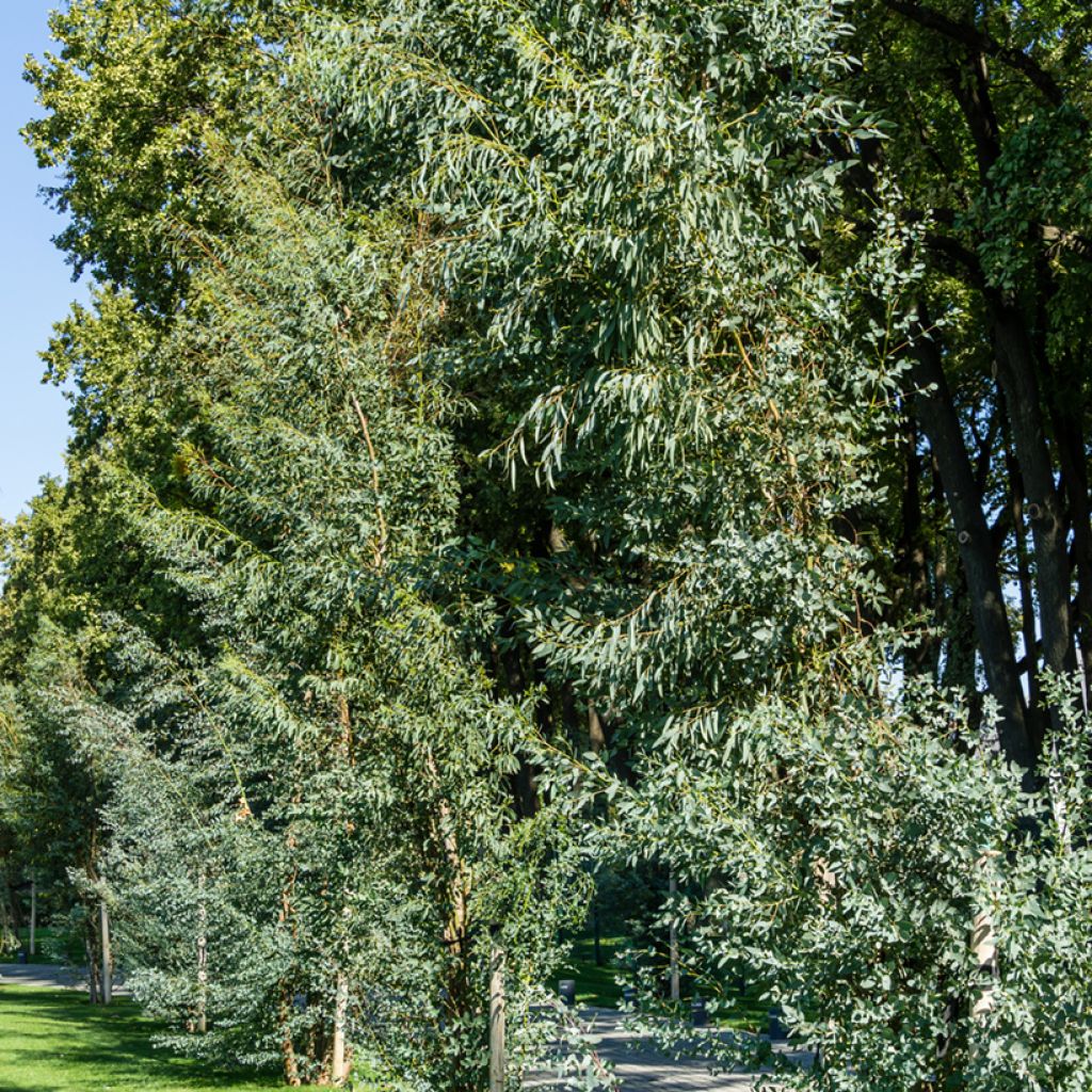 Eucalyptus gunnii - Gommier cidre