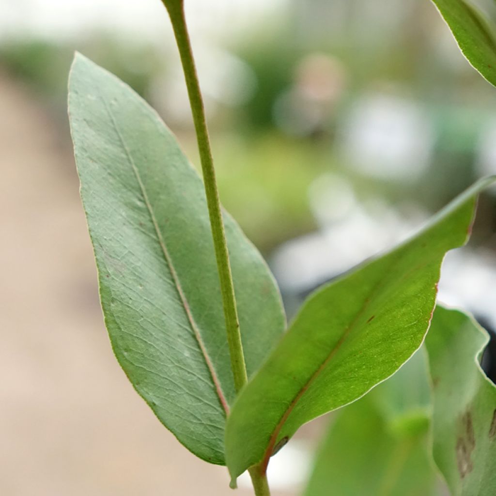 Eucalyptus kitsoniana - Gommier du Gippsland 