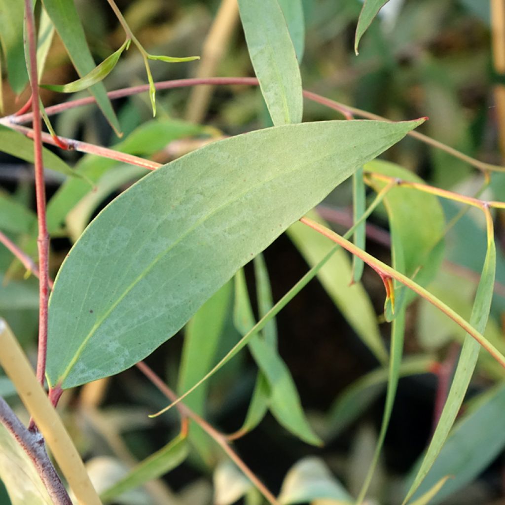 Eucalyptus lacrimans - Gommier des neiges pleureur