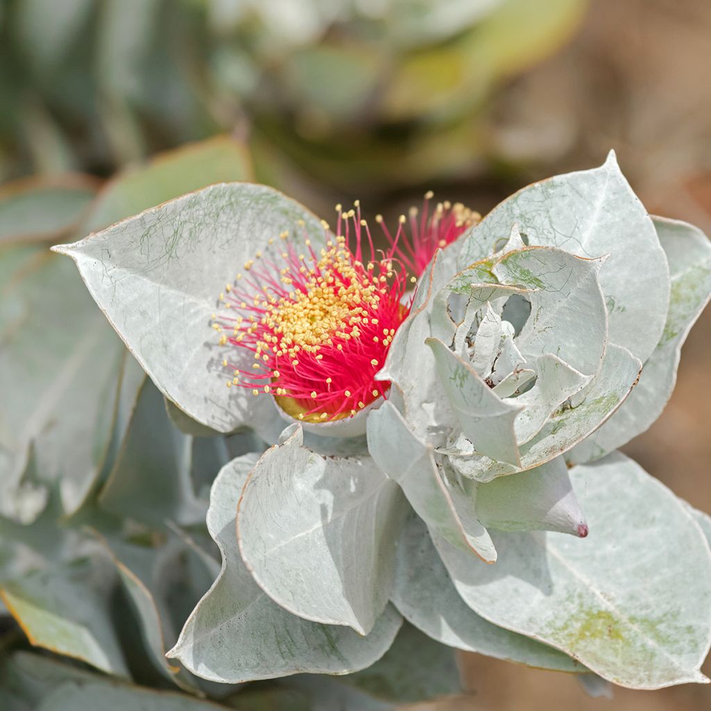 Eucalyptus macrocarpa - Mottlecah