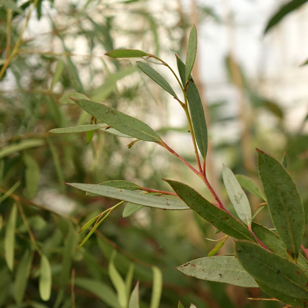 Eucalyptus mitchelliana - Gommier de Mount Buffalo