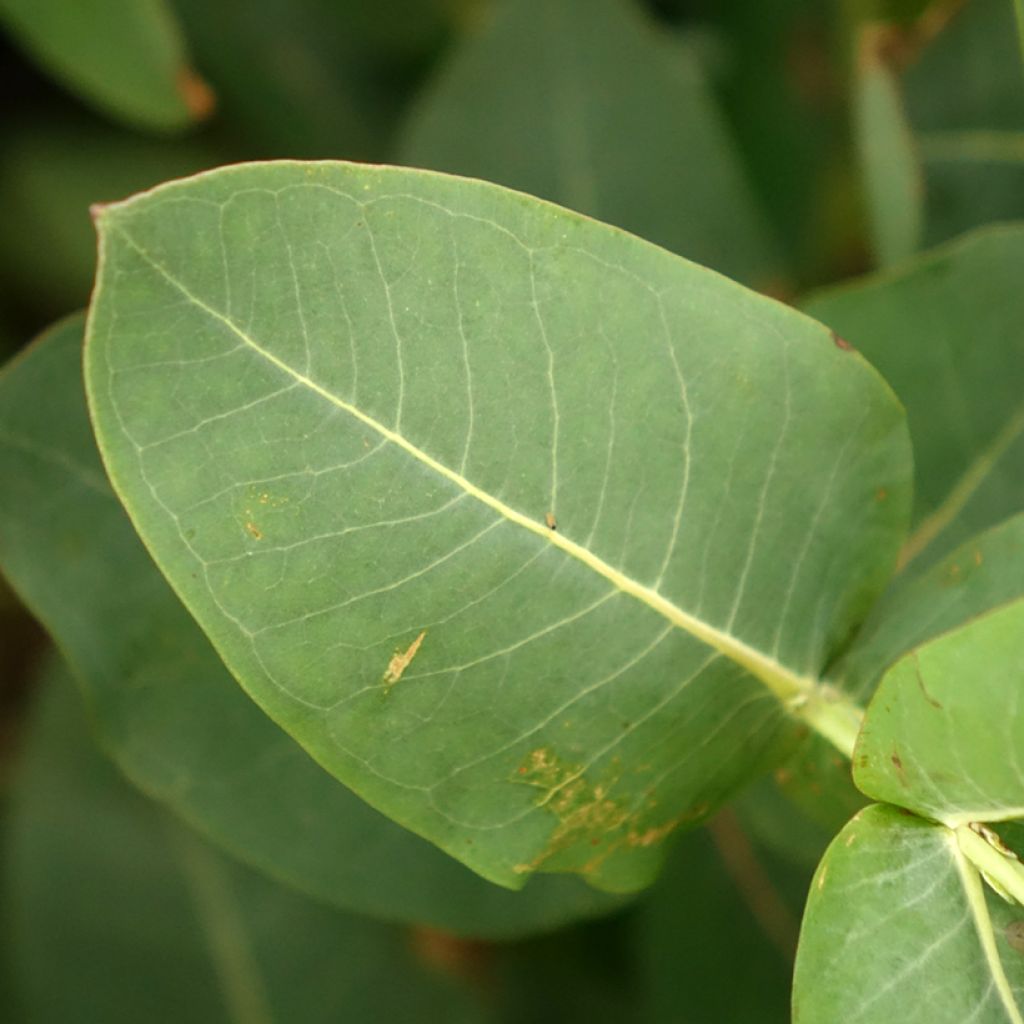 Eucalyptus nitens - Gommier brillant