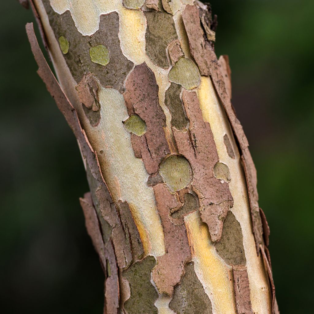 Eucalyptus perriniana - Gommier de Perrin