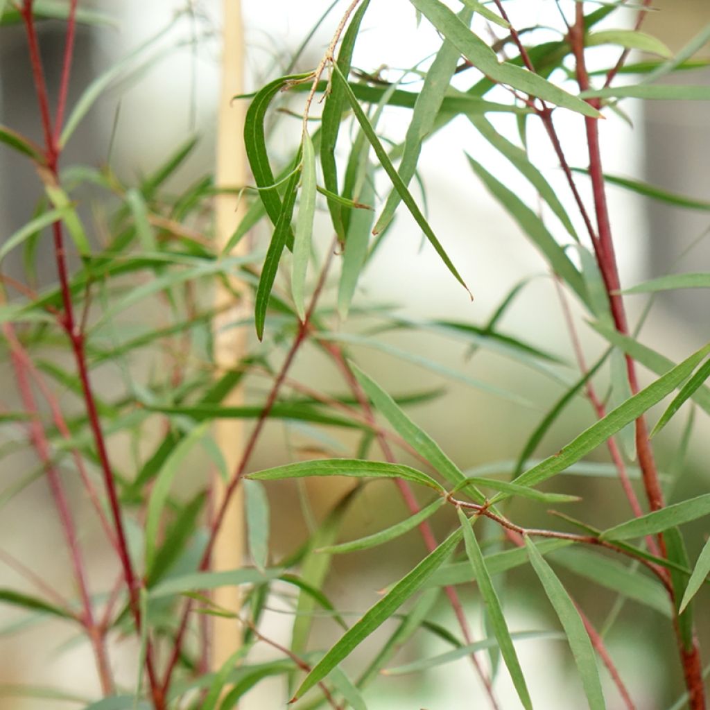 Eucalyptus pulchella - Gommier menthe poivrée blanche