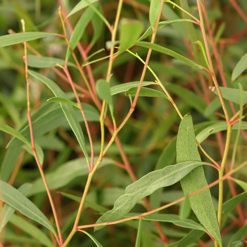 Eucalyptus rodwayi - Eucalyptus ou Gommier des marais