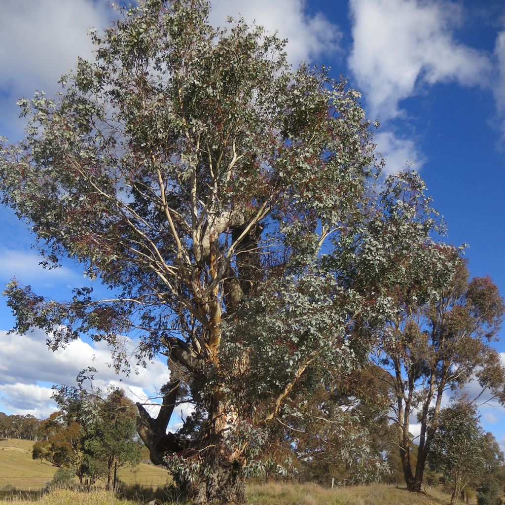 Eucalyptus rubida - Gommier chandelle ou à ruban, Gommier blanc