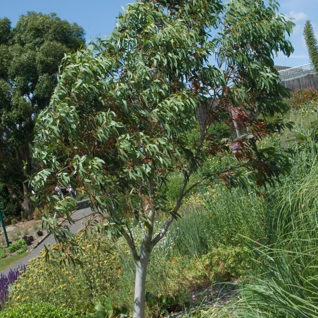 Eucalyptus niphophila - Gommier des neiges