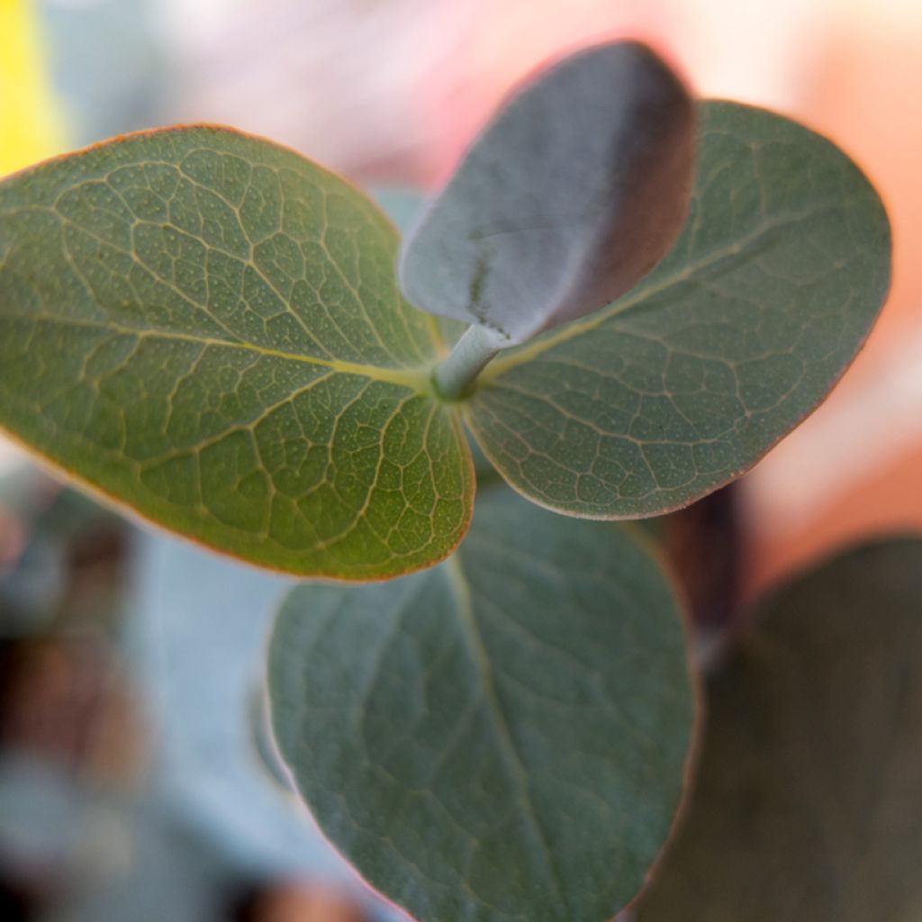 Graines d'Eucalyptus pulverulenta Baby Blue Spiral