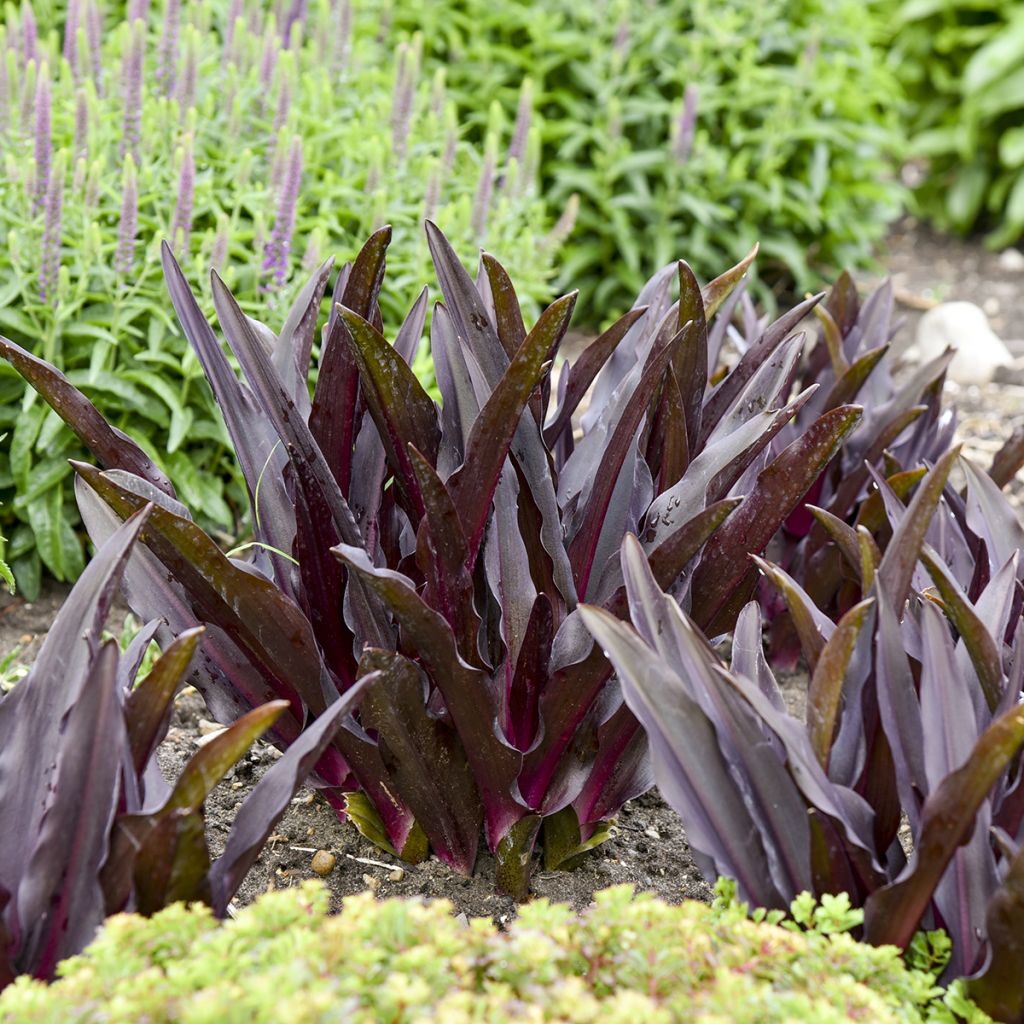 Eucomis Purple Reign - Fleur ananas