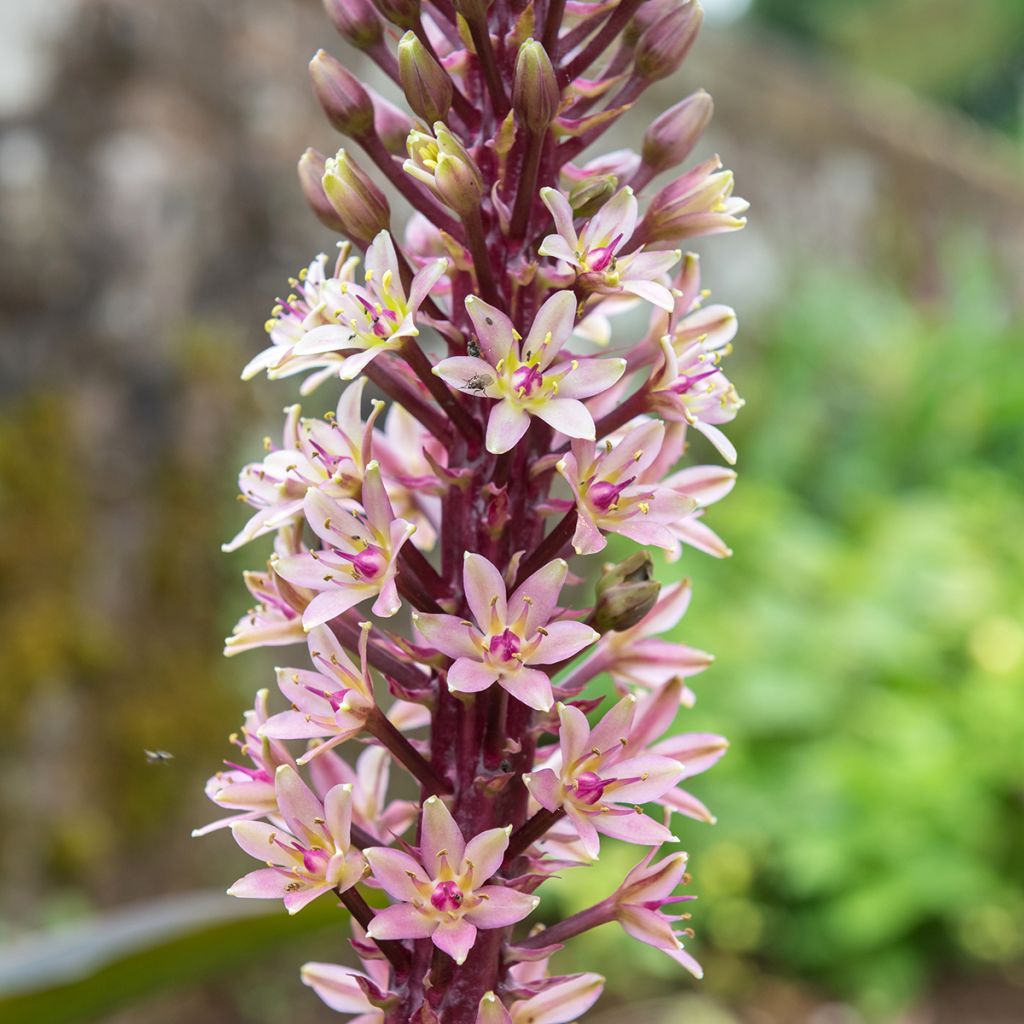 Eucomis comosa Indian Summer - Fleur ananas