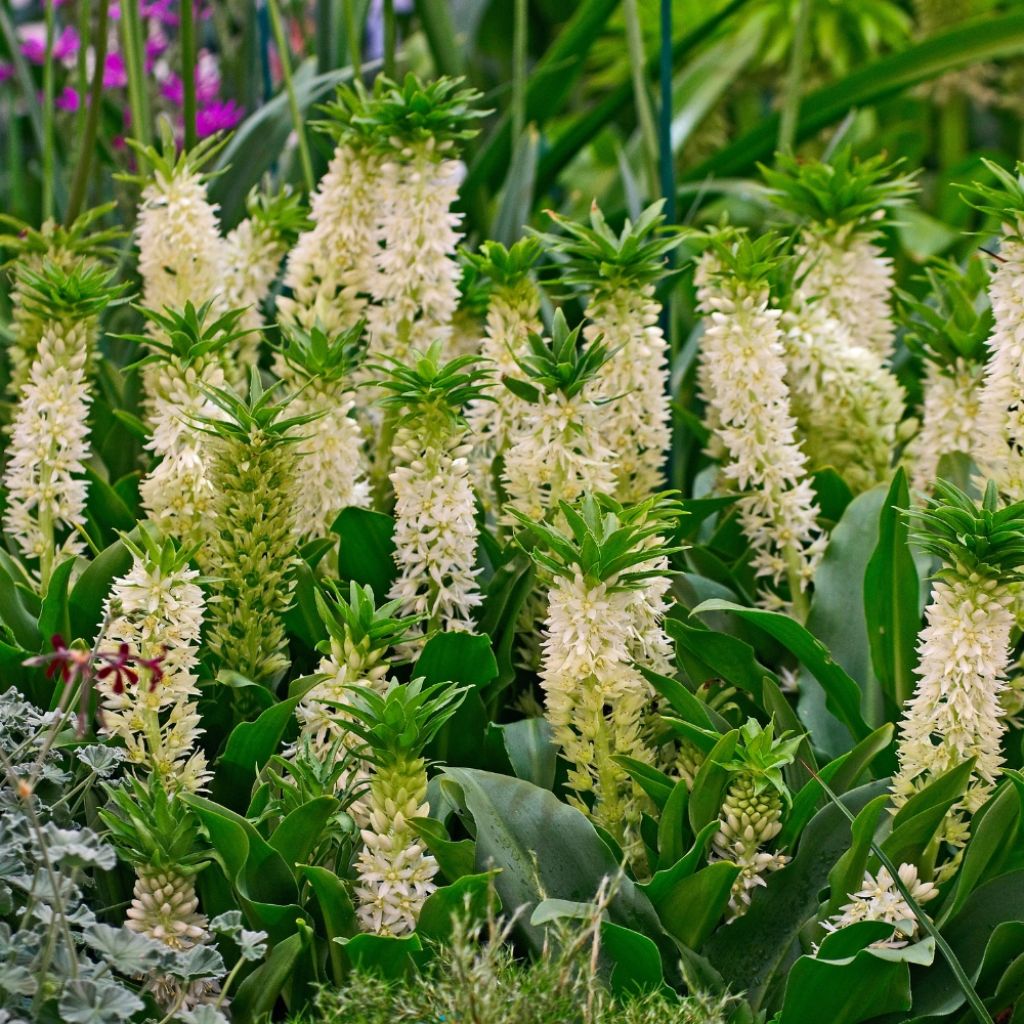 Eucomis bicolor - Eucomide